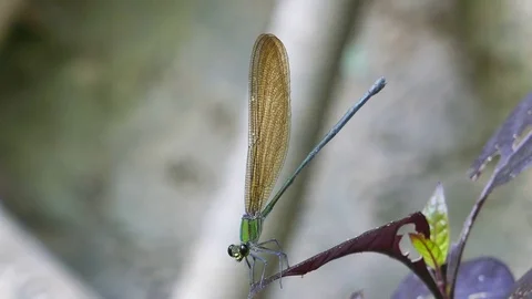 Libellago lineata Stock Footage 78738622