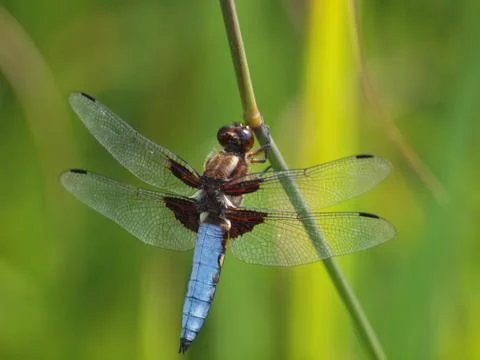 Libelle Фото