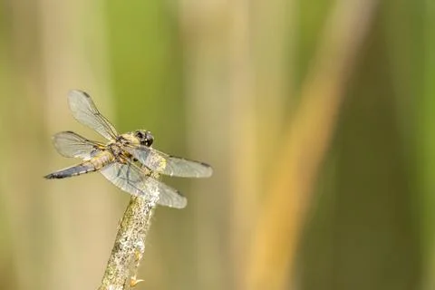 Libelle Stock Photos