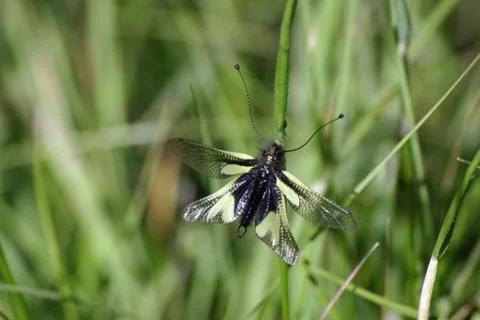 Libelloides lacewing Stock Photos