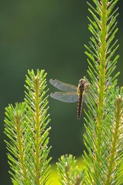 Libellula depressa, the broad-bodied chaser or broad-bodied darter female Stock Photos