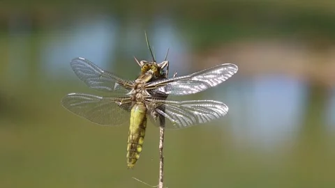 Libellula depressa emerging from exuvia with expanded wings during metamorphosis Stock-Footage 333416931