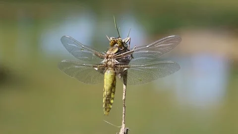 Libellula depressa emerging from exuvia with expanded wings during metamorphosis Stock-Footage 333416936