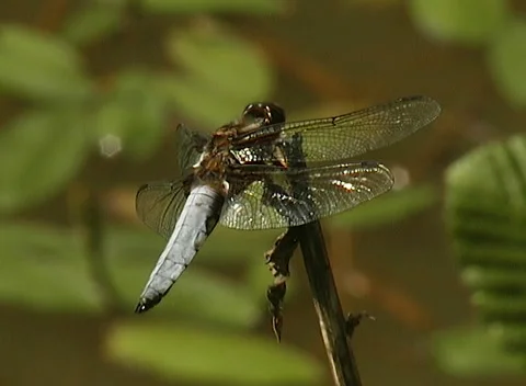 Libellula depressa Linnaeus Stock-Footage 263836195