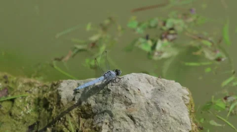 Libellula Dragonfly on a Rock Stock Footage 65787682