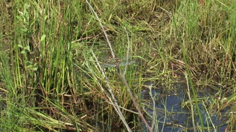 Libellula quadrimaculata, Four-spotted Chaser on branch - zoom in + flies off Stock Footage 31237002