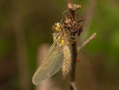 Libellula quadrimaculata Stock Photos