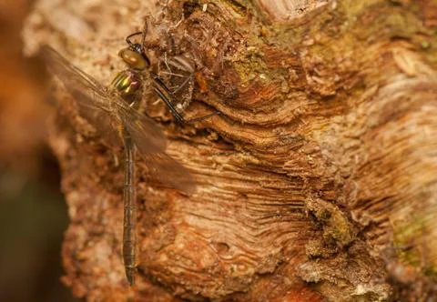 Libellula quadrimaculata Stock Photos