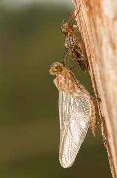 Libellula quadrimaculata Stock Photos