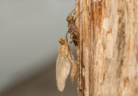 Libellula quadrimaculata Stock Photos