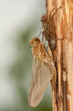 Libellula quadrimaculata Stock Photos