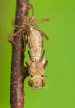 Libellula quadrimaculata Stock Photos