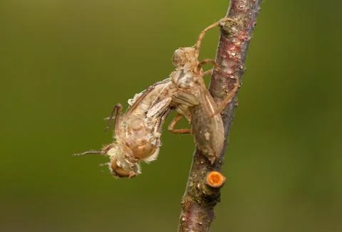 Libellula quadrimaculata Stock Photos