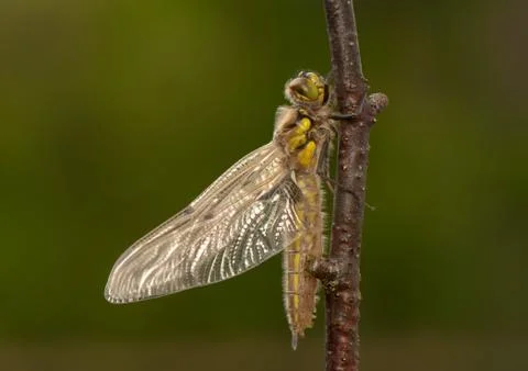 Libellula quadrimaculata Stock Photos