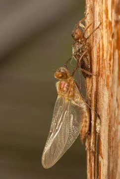 Libellula quadrimaculata Stock Photos