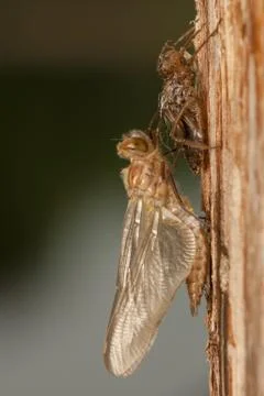 Libellula quadrimaculata Stock Photos