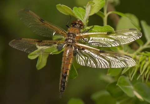 Libellula quadrimaculata Stock Photos