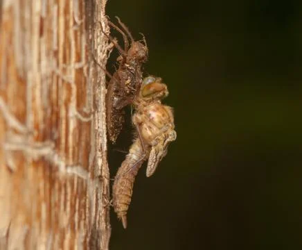 Libellula quadrimaculata Stock Photos