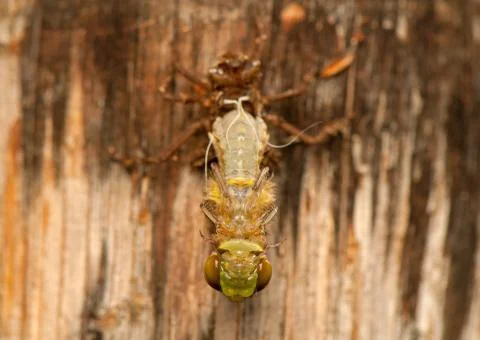 Libellula quadrimaculata Stock Photos
