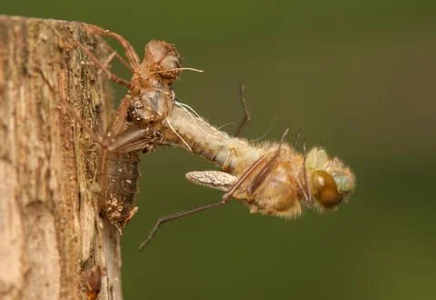 Libellula quadrimaculata Stock Photos