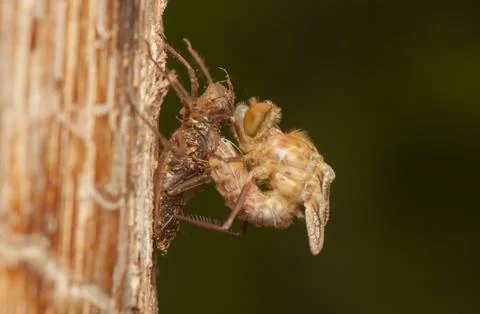 Libellula quadrimaculata Stock Photos