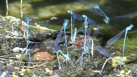 Libellule Video stock 164917997