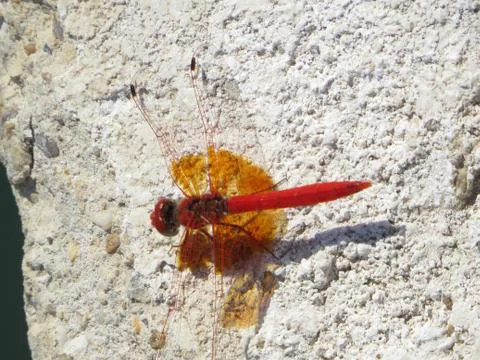 Libelula Stock Photos