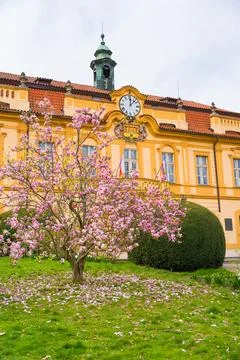 Liben Castle in Rococo style in spring with magnolia tree Stock Photos