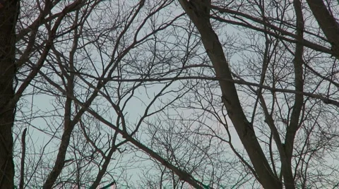 Liberta0061 Video stock 1054385