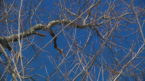 Liberta0082 Stock Footage 1056885