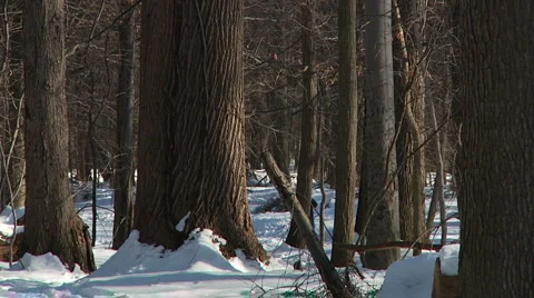 Liberta0084 Video stock 1056864