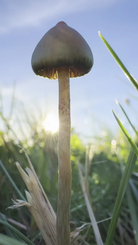 Liberty cap magic mushroom in grass close-up glowing with sun vertical close-up Stock Footage 319045115