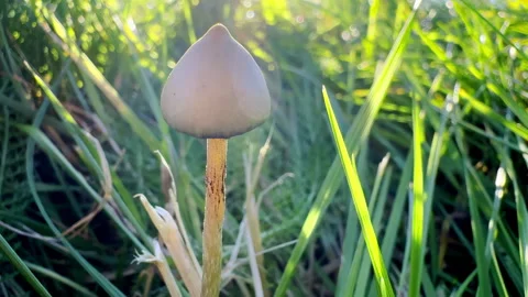 Liberty cap magic mushroom in grass close-up glowing with sun Stock Footage 319045487