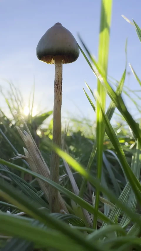 Liberty cap magic mushroom in grass close-up glowing with sun vertical Stock Footage 319045580