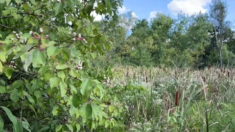 Liberty Swamp Stock Footage 206256772