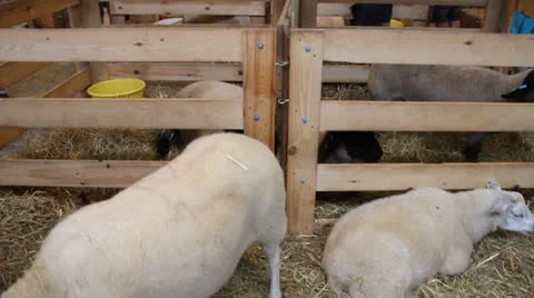 Libramont fair Stock-Footage 27022817