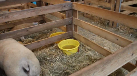 Libramont fair 動画素材 27024863