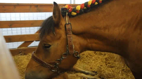 Libramont fair Stock-Footage 27026038