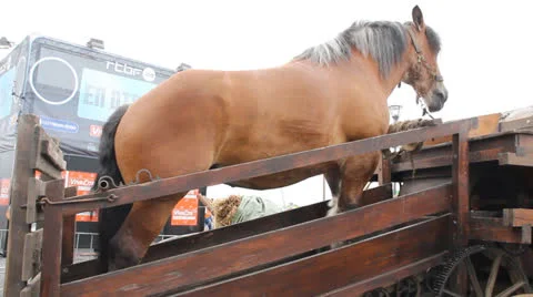 Libramont fair Video stock 27028092