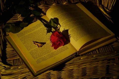 Libro y rosa Stock-Fotos