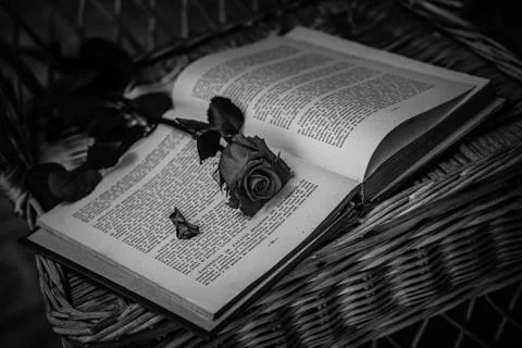 Libro y rosa Stock-Fotos