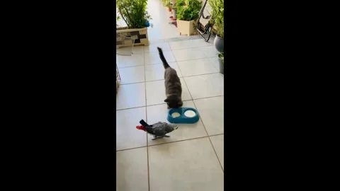 Libya: Persistent parrot playfully teases cat in Libya Stock Footage 320792246