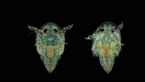 Lice under a microscope, the so-called carp lice - Branchiura, are parasites Stock Footage 107070063