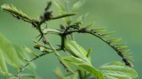 Lice on a young locust tree Stock Footage 91178832