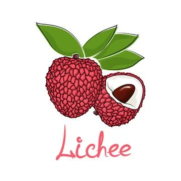 Lichee isolated on white background 스톡 일러스트