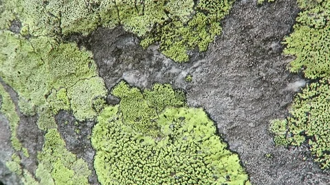 Lichen on alpine rock. Stockbeeldmateriaal 114245063