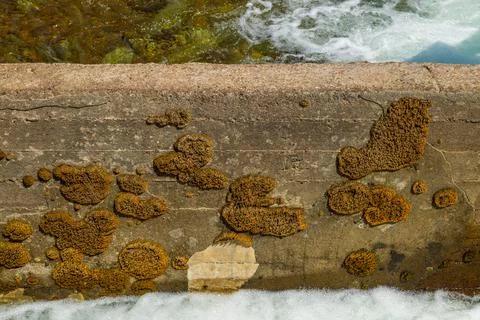 Lichen and algae growing on concrete wall near water 库存照片