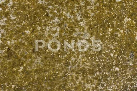Lichen and moss on a concrete surface Stock Photos