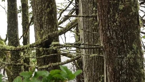 Lichen and moss covered trees Stock Footage 72186573