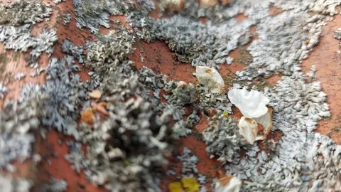 Lichen and moss growing on a weathered roof tile Stock Footage 333779166